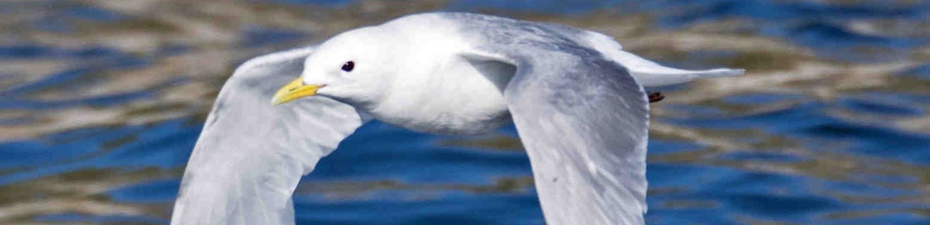Black-legged Kittiwake